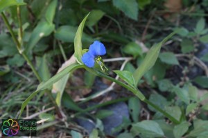 Commelina communis(2)